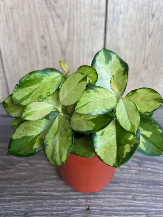 Hoya Plant 4" Pot Variegated Australis Lisa Wax Vine (Hoya australis var. Lisa) - Beautiful Foliage & Blooms