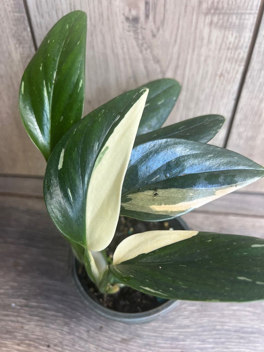 Monstera Standleyana Albo 4" Pot | Rare Philodendron Cobra | Variegated Green & White | Easy Care Houseplant