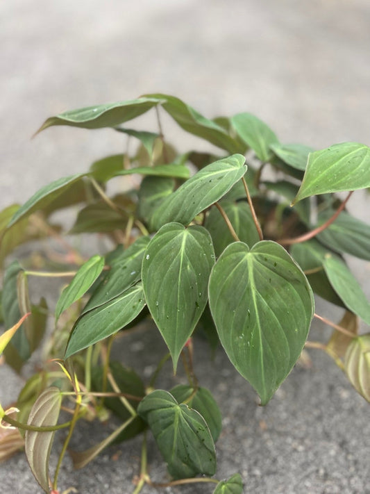Philodendron Micans Plant in 6" Pot - Velvet Leaves, Heart-Shaped, Easy Care, Trailing Houseplant, Philodendron micans