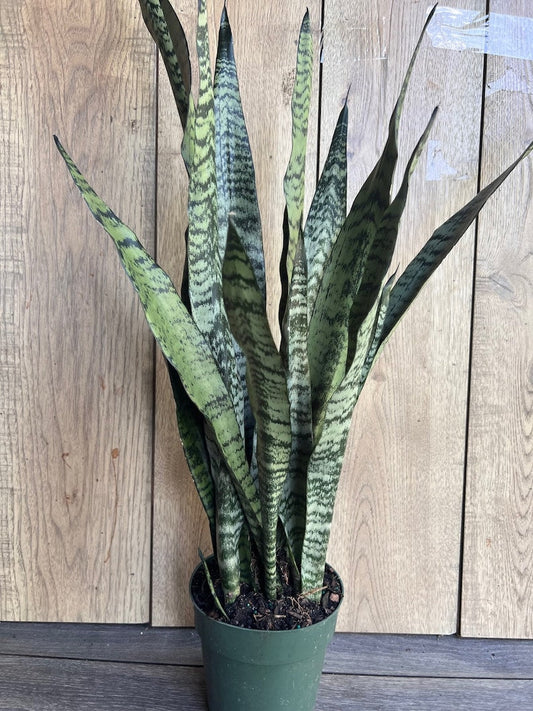Sansevieria Zeylanica Snake Plant in 6" Pot - Hardy Indoor Air Purifying Houseplant - Mother-in-Law's Tongue Plant