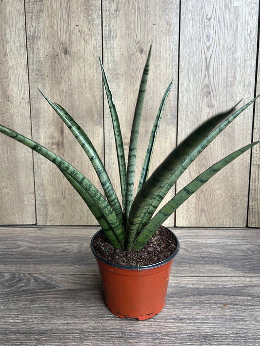 Sansevieria Javancia Plant in 6" Pot - Hardy Snake Plant for Easy Care & Air Purification, Indoor Houseplant