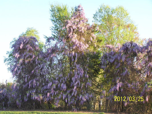 Wisteria Tree 4" Container Blue-Violet Flowers Wisteria Sinensis - Hardy Climbing Vine for Zones 3-8