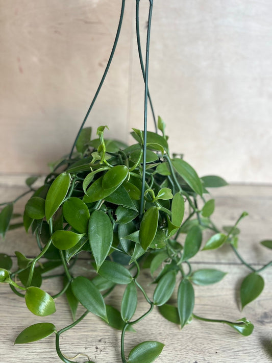 Vanilla Bean Orchid Plant in 8" Pot, Vanilla planifolia, Edible Vanilla Bean, Indoor Vining Houseplant