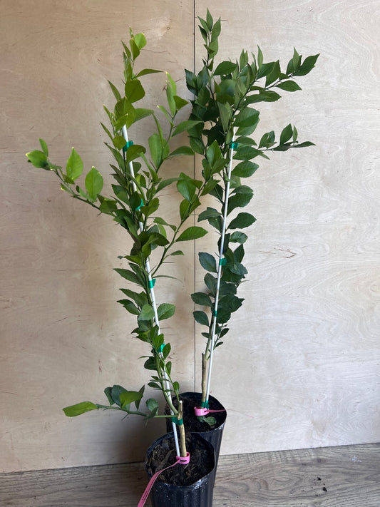 Red Finger Lime Tree, 1/2 Gallon Pot, Citrus Caviar, Microcitrus australasica, Air Layered, Florida Shipping Only