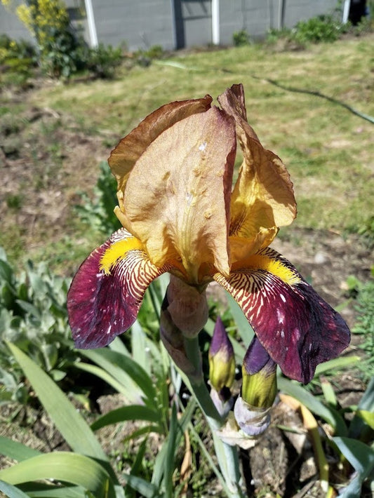 Tall Bearded Iris Rhizome, Vintage Bicolor Burgundy Beige, Fragrant Perennial, Iris x germanica, Organic Planting Supply