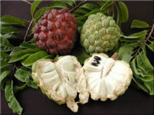 Sugar Apple Tree - 3 Gal Pot - Annona squamosa - Sweet Custard Fruit Plant