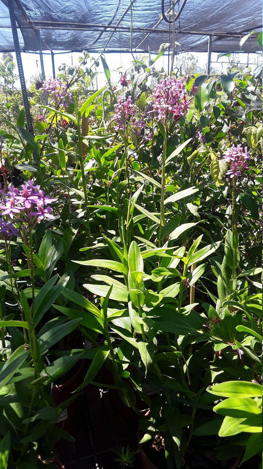 Purple Epidendrum Orchid Plants in 6" Pot - Vibrant Purple Flowers - Ideal for Indoor Gardening - Epidendrum spp.