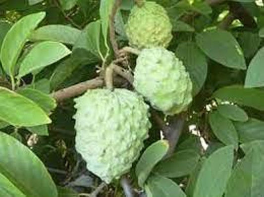Atemoya Plant - 1 Foot Tall - AP Atemoya - Annona squamosa - 6 Inch Pot