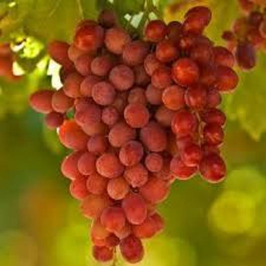 Crimson Seedless Grape Plant - 1ft Live Plant in 6" Pot - Vitis vinifera - Healthy Roots for Garden or Patio