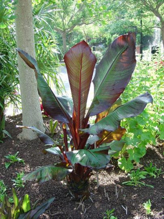 Red Leaf Banana Plant - 1ft Tall - Ensete ventricosum 'Maurelii' - Tropical Foliage in 6" Pot - Ideal for Gardens and Patios