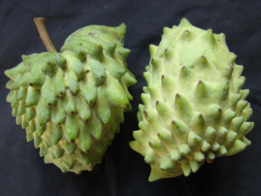 Geffner Atemoya Plant - 3 Gallon Pot - Tropical Fruit Tree - Annona squamosa x Annona cherimola
