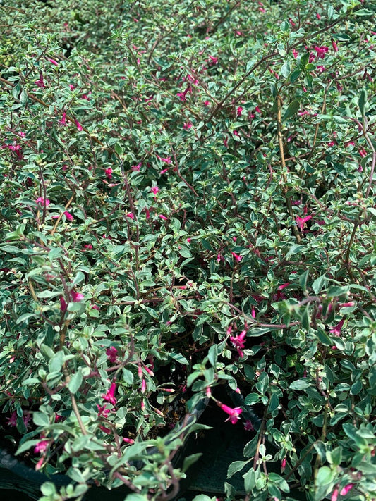Fuchsia Plant in 6” Pot - Variegated Fuchsia thymifolia - Summer to Fall Bloomer, Partial Shade, Live Plant