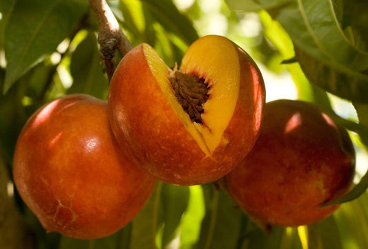 Nectarine Tree 3 Gallon Pot Double Delight Yellow Fruit (Prunus persica) - Sweet Flavor & Pink Flowers, Self-Fruitful
