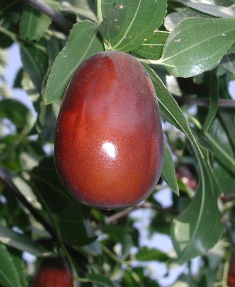 Grafted Lang Jujube Tree - 3 Gallon Pot - Sweet Pear-Shaped Fruit - Ziziphus jujuba