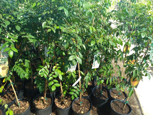 Carambola Star Fruit Tree 3 Gallon - Kari Variety - Sweet Citrus Flavor - Tropical Fruit Plant