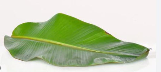 Organic Fresh Banana Leaves 1 LB - Handpicked, Large Size - Musa acuminata