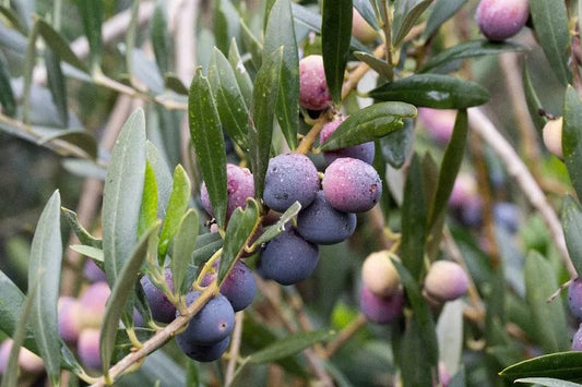 Olive Tree Plant - 6" Pot - Arbequina Variety - Olea europaea - Ideal for Backyard or Container Gardening