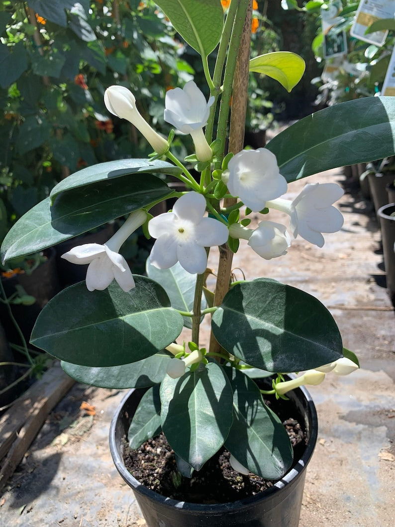 Madagascar Jasmine Plant - 1ft Evergreen Twining Vine - Waxy Green Leaves & Fragrant White Flowers - Stephanotis floribunda