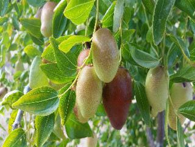 Grafted Jujube Tree - 3 Feet Tall - Jujube GA866 - Ships in 3 Gallon Pot - Bigger Trunk - Hardy Fruit Tree