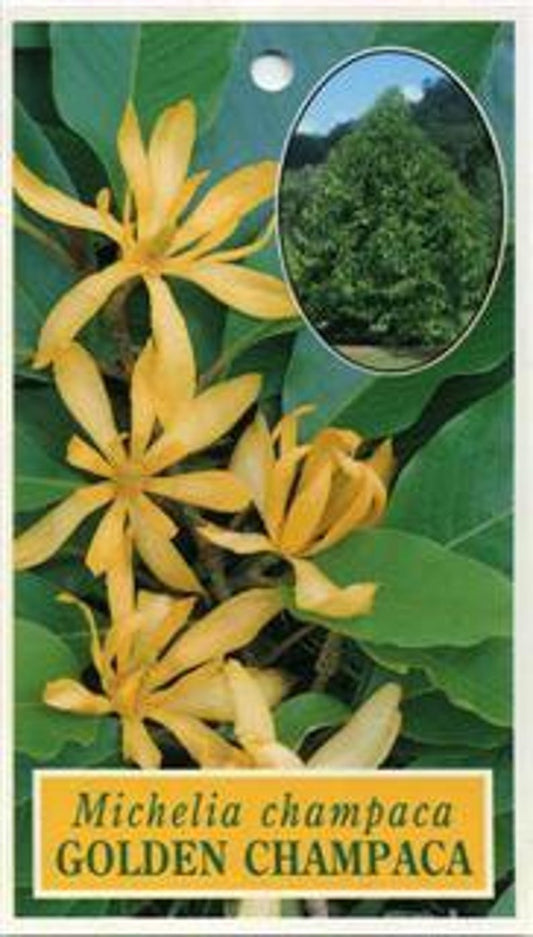 Gold Champaca Plant 1-2 Feet Tall in 6" Pot - Fragrant Yellow Flowers, Evergreen (Michelia alba)