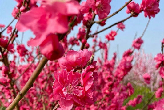 Early Red Flowering Peach Tree - 3 Gal Pot - Prunus persica - Double Red Flowers - Deciduous - Spring Blooms - Zones 6-9