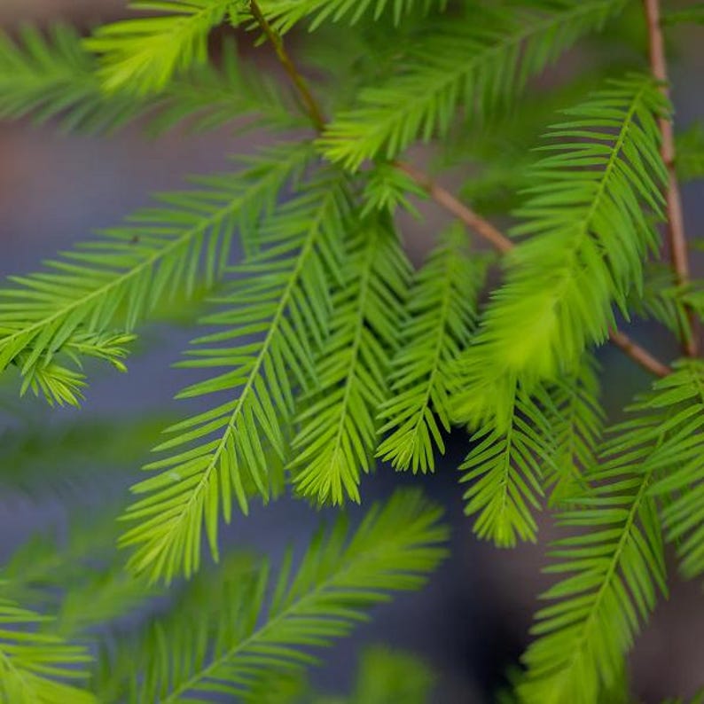 Bald Cypress Tree - Large Stock, Up to 4 ft Tall - Taxodium distichum