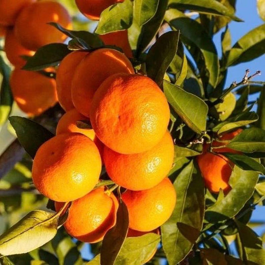 Owari Tangerine Tree 1/2 Gal Pot, Grafted, Cold Hardy Citrus, Citrus reticulata, Florida Shipping Only