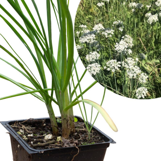 Organic Garlic Chives Plant 2.5-Inch Pot Allium tuberosum Perennial Herb for Food Forest Edible Flowers