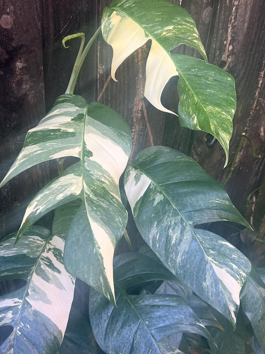 Epipremnum Pinnatum Albo Variegated Plant in 4" Pot - Variegated Dragon Tail, Tropical Indoor Houseplant, Air Purifying Plant