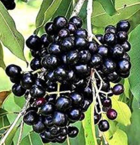 Black Java Plum Plant | 8-12 Inch Half Gal Pot | Syzygium cumini | Jamun, Black Plum, Malabar Plum | No Shipping to CA, AZ