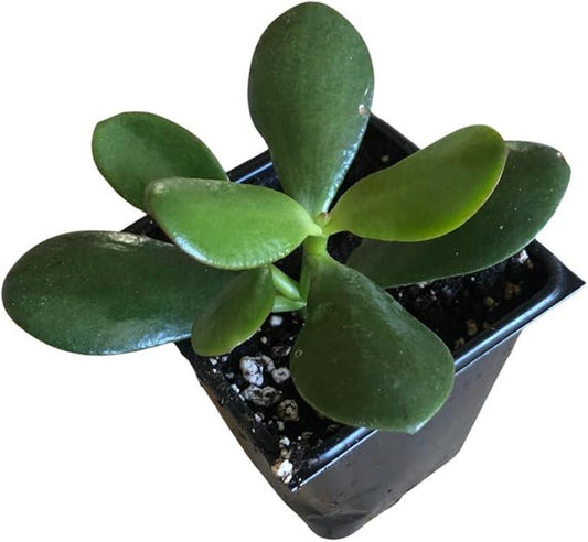 Organic Jade Plant in 2.5-inch Pot | Crassula ovata | Friendship Plant, Lucky Plant, Money Tree | Easy Care Succulent