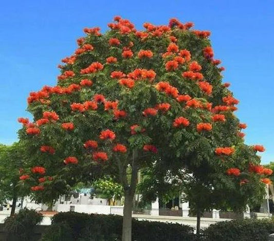 African Tulip Tree - 1 Feet - Bignonia Family - 6" Pot - Exotic Tropical Plant - Bignoniaea