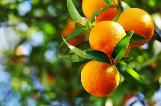 Vernia Sweet Orange Tree in 1/2 Gallon Pot - Citrus sinensis - Ideal for Florida Gardens, Juicy Fruits, Grafted Variety