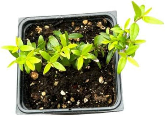 Organic Green Myrtle Plant in 2.5-Inch Pot, Myrtus communis, Sweet Myrtle, Deer Resistant, Drought Tolerant, Woman-Owned