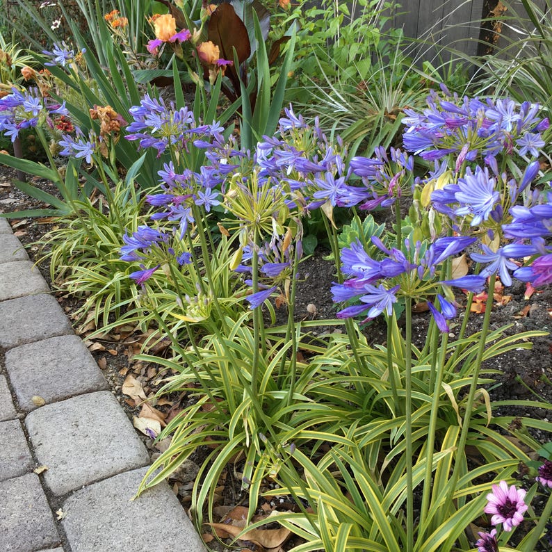 Agapanthus 'Neverland' Live Plant in 6" Pot - Variegated Leaves, Violet Lilac Flowers - Perfect for Gardens & Borders