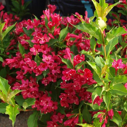 Red Weigela Plant - Up to 2 ft Tall - Weigela florida - Vibrant Red Flowers - Shipping Included
