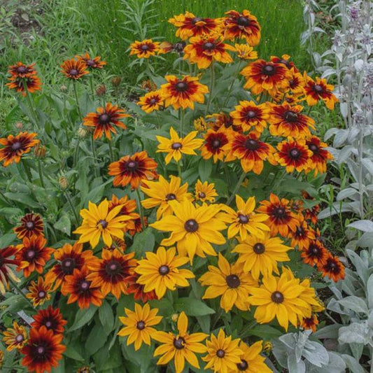 Rudbeckia Autumn Colors Starter Plants - 3 Bareroot Rudbeckia Hirta for Vibrant Fall Garden Decor