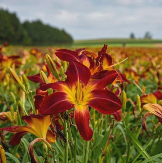 Ruby Spider Daylily Crown - 9" Blooms, Hemerocallis 'Ruby Spider', Bareroot Healthy Plant