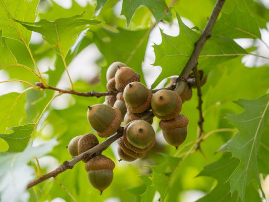 Oak Seedlings - 3 Native Oak Seedlings - Quercus Species - New Hampshire Local Varieties