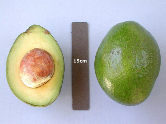 Monroe Avocado Tree - 1ft Grafted Plant in 6" Pot - Cold Hardy Variety - Persea americana