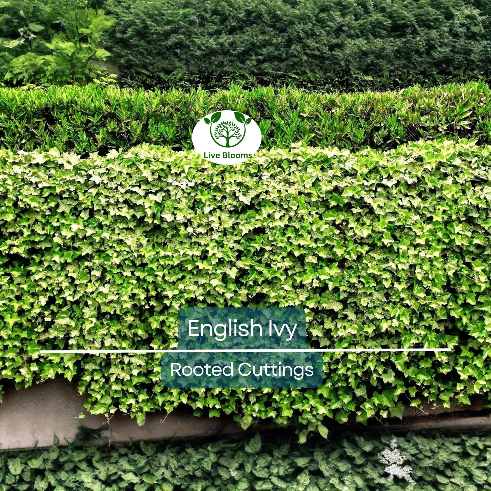 5 English Ivy Bare Root Live Plants 3" – Hedera helix for Ground Cover, Living Fence, Patio Greenery, Lawn & Garden Vines