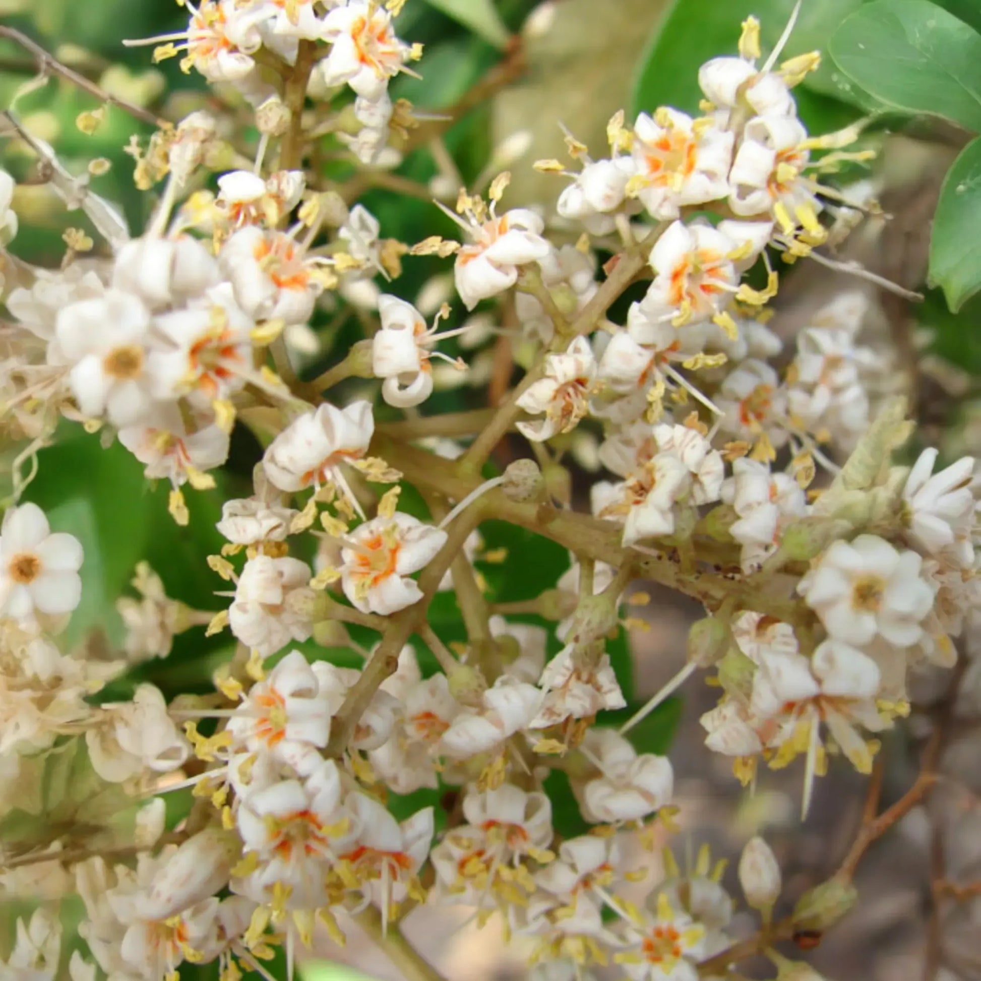 Marlberry (Ardisia squamulosa)