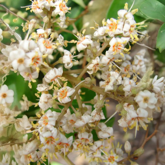 Marlberry (Ardisia squamulosa)
