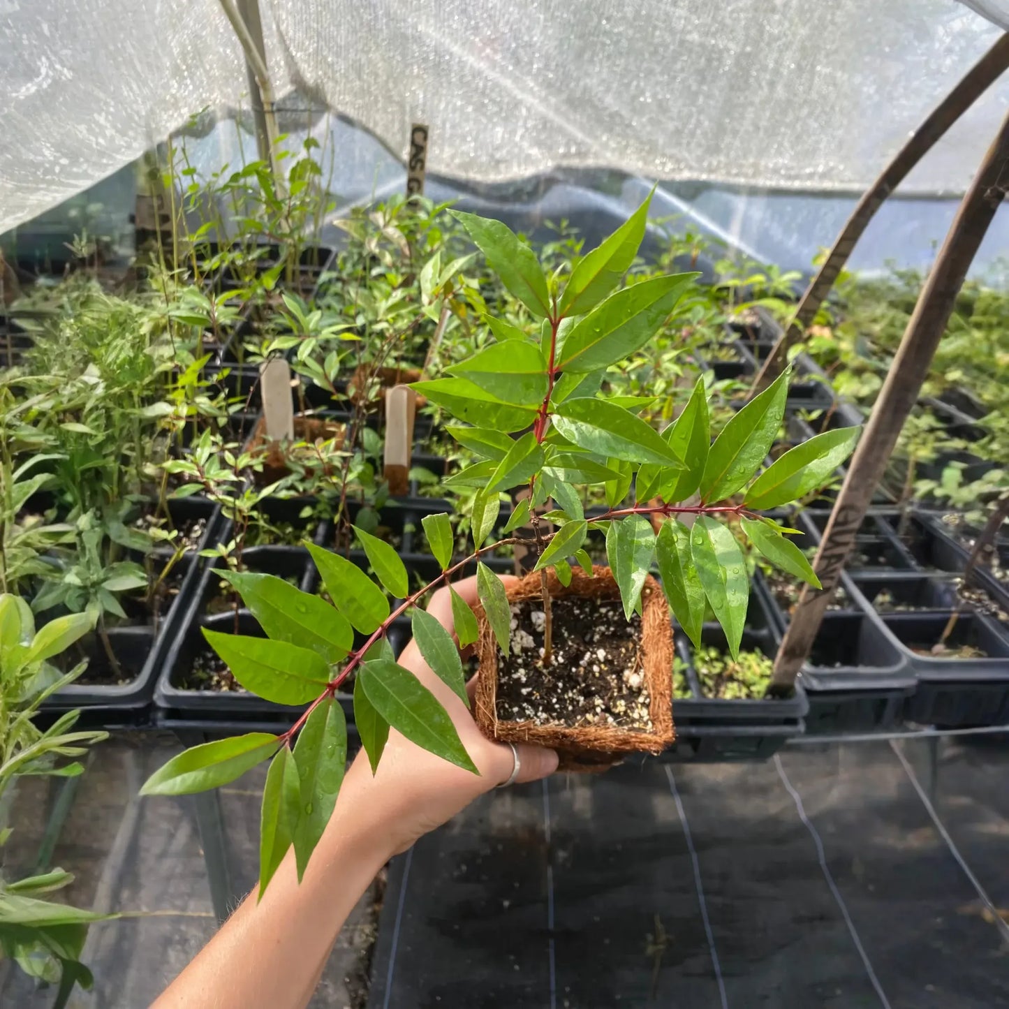 Cas Guava, Costa Rican Guava (Psidium friedrichsthalianum)