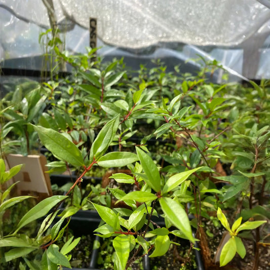 Cas Guava, Costa Rican Guava (Psidium friedrichsthalianum)