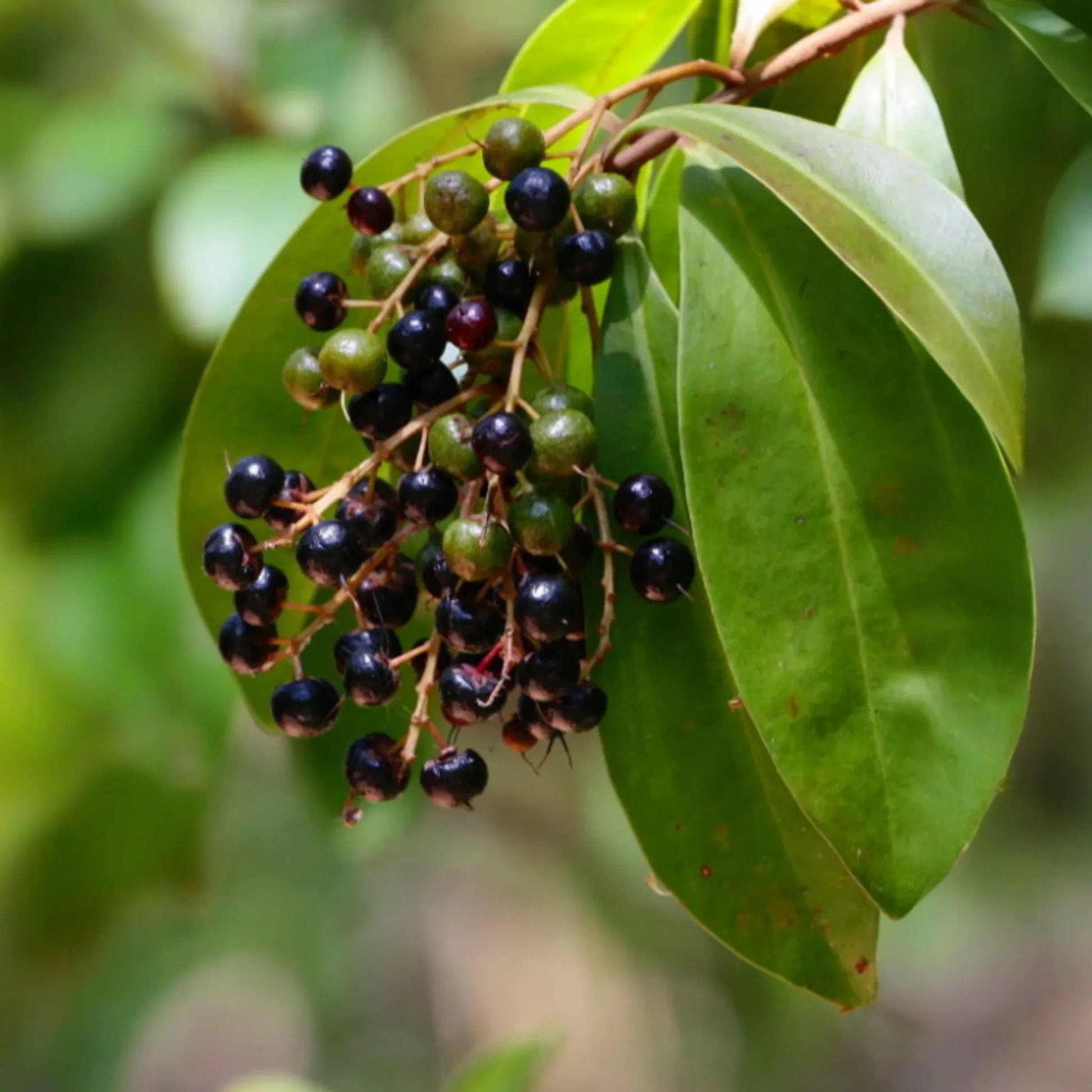 Marlberry (Ardisia squamulosa)