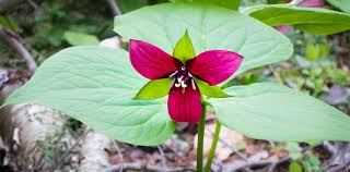 3 Purple Trillium Plants - Bare Root Trillium erectum | Shade-Loving Perennial Wildflower | Woodland Garden Favorite