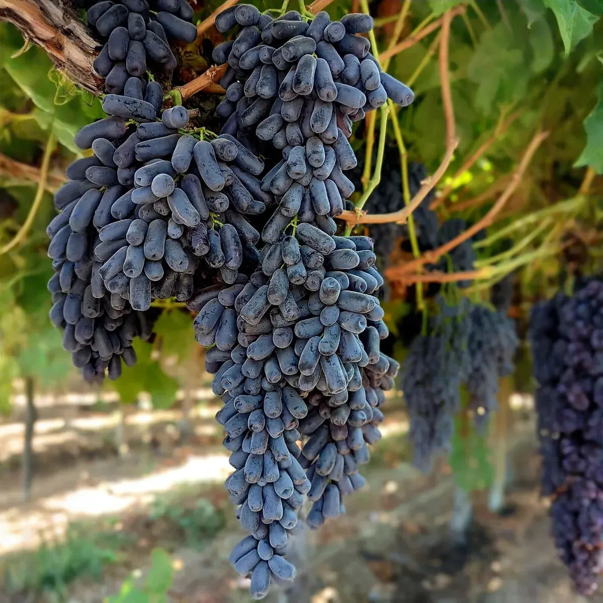 Grape Vitis 'Moon Drops' Cuttings, 3 Unrooted Vine Cuttings, Table Grape