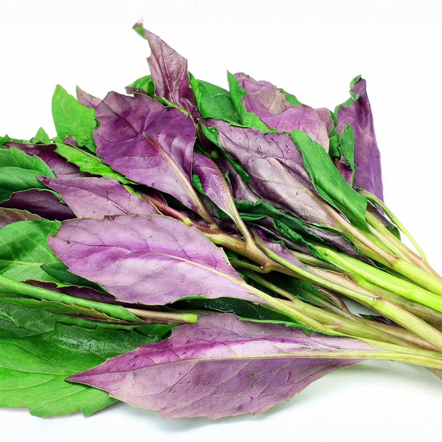 3 Okinawa Spinach Plants - Gynura crepioides | Live Starter Perennial | Edible Garden Green for Warm Climates & Containers