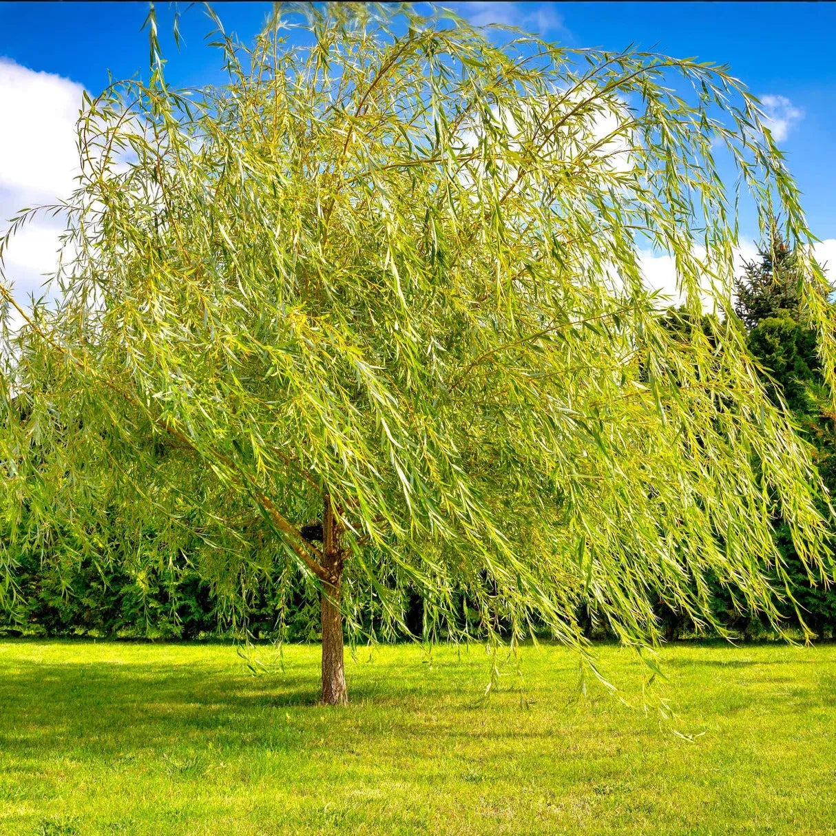 1 Bright Green Weeping Willow Tree - Salix babylonica | 14-24" Bare Root | Fast-Growing Shade Tree for Landscaping